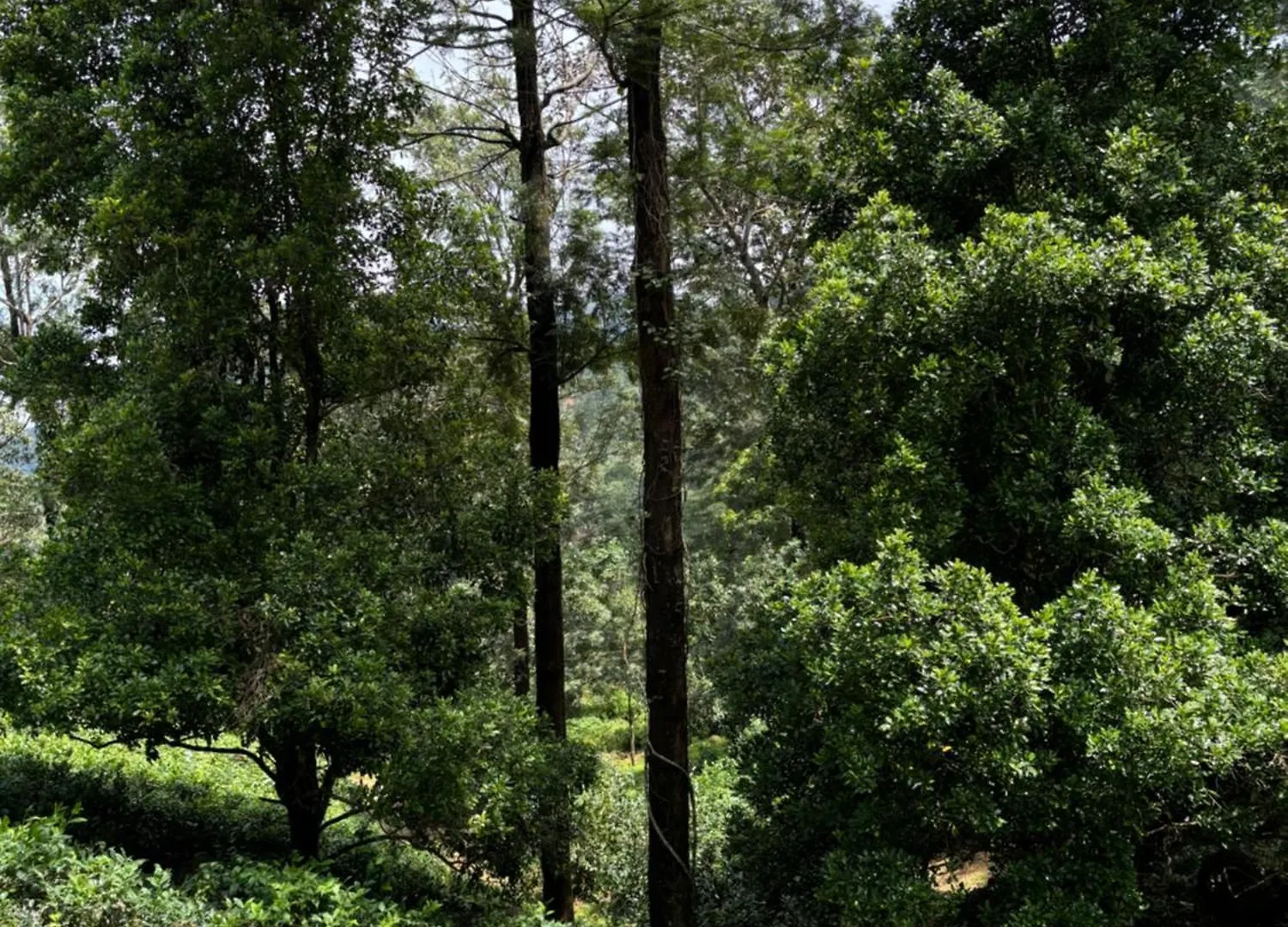 Merchiston Estates Villa Ponmudi  Ponmudi (Thiruvananthapuram)